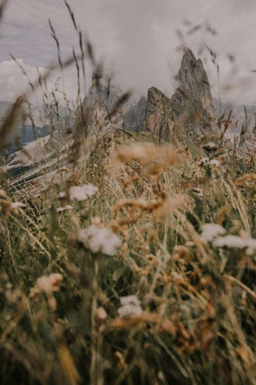 Alpine wildflowers in the Dolomites