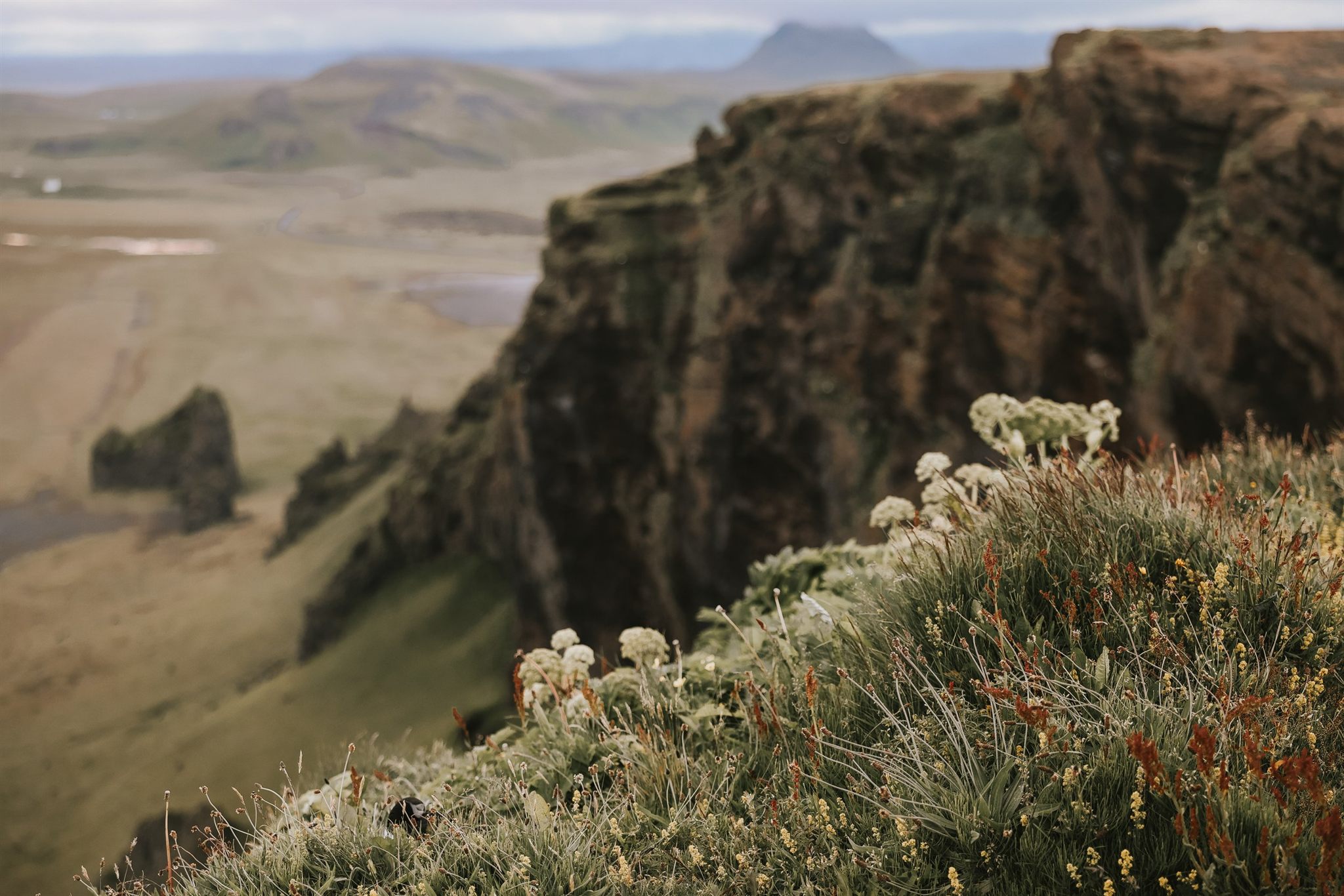 Puffins on the coast during the Iceland women's retreat