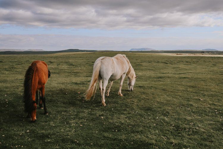 Road trip through the Icelandic landscape