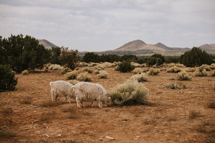 Desert road trip through New Mexico