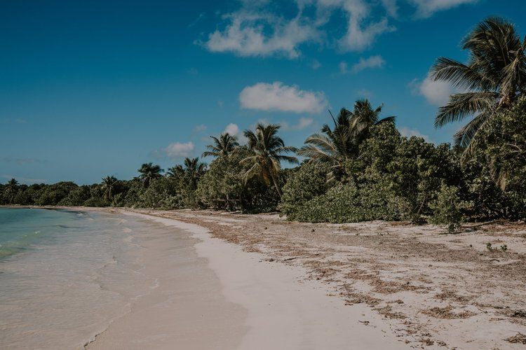 Wild horses roaming freely on the beaches of Vieques, Puerto Rico