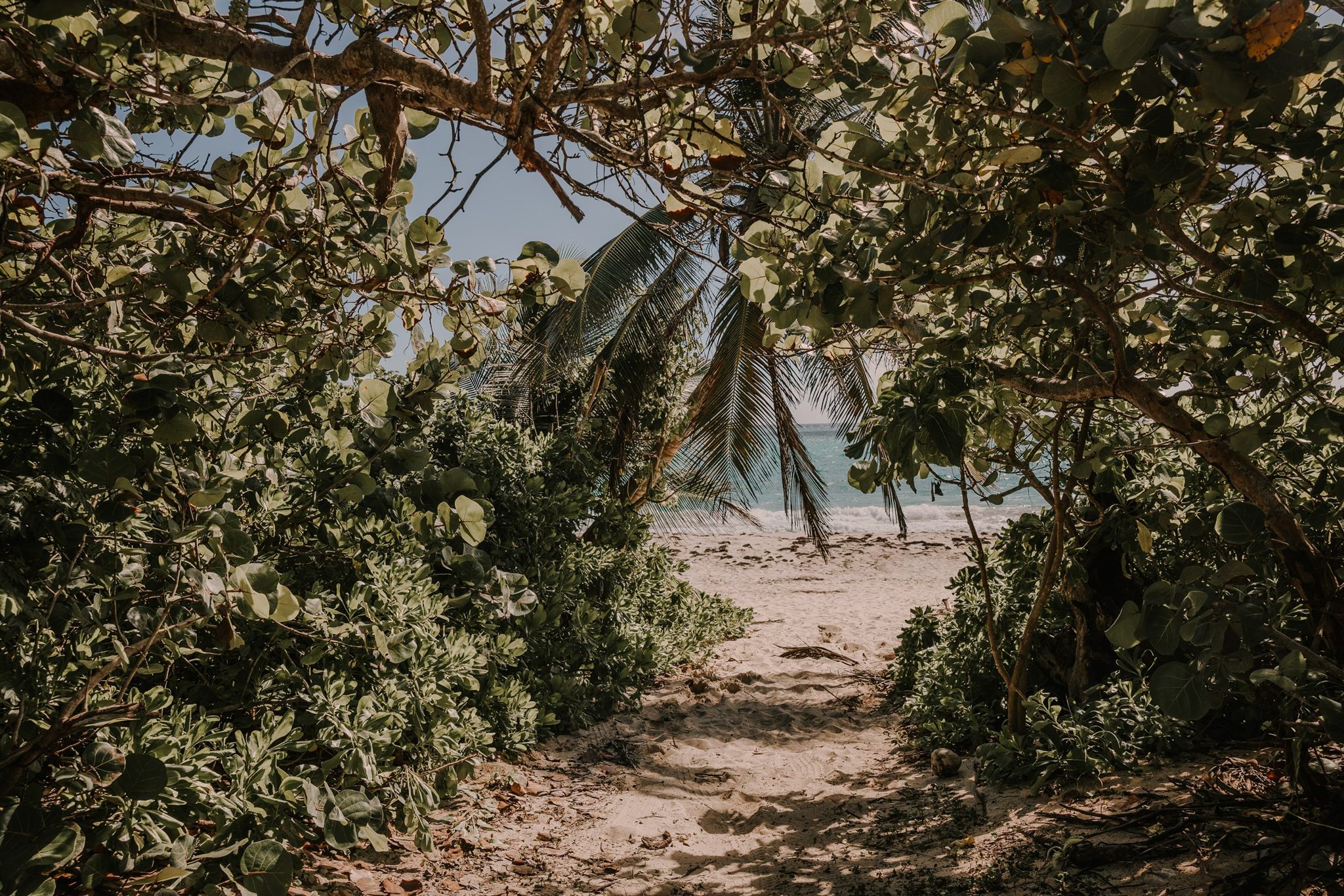 Turquoise water and an untouched beach on Vieques island, Puerto Rico