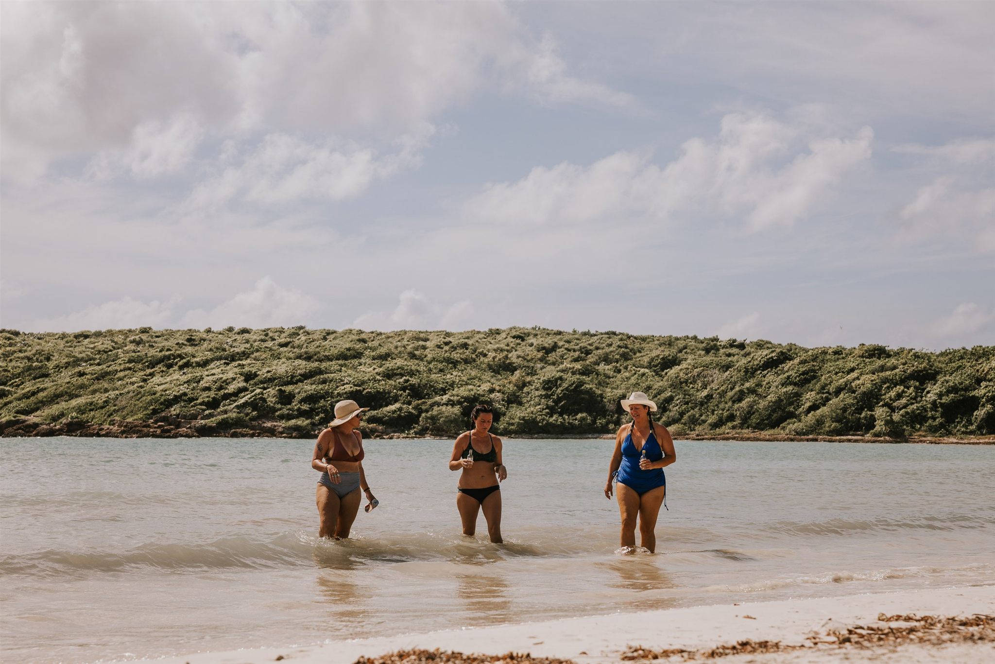 Wild horses roaming freely on the beaches of Vieques, Puerto Rico