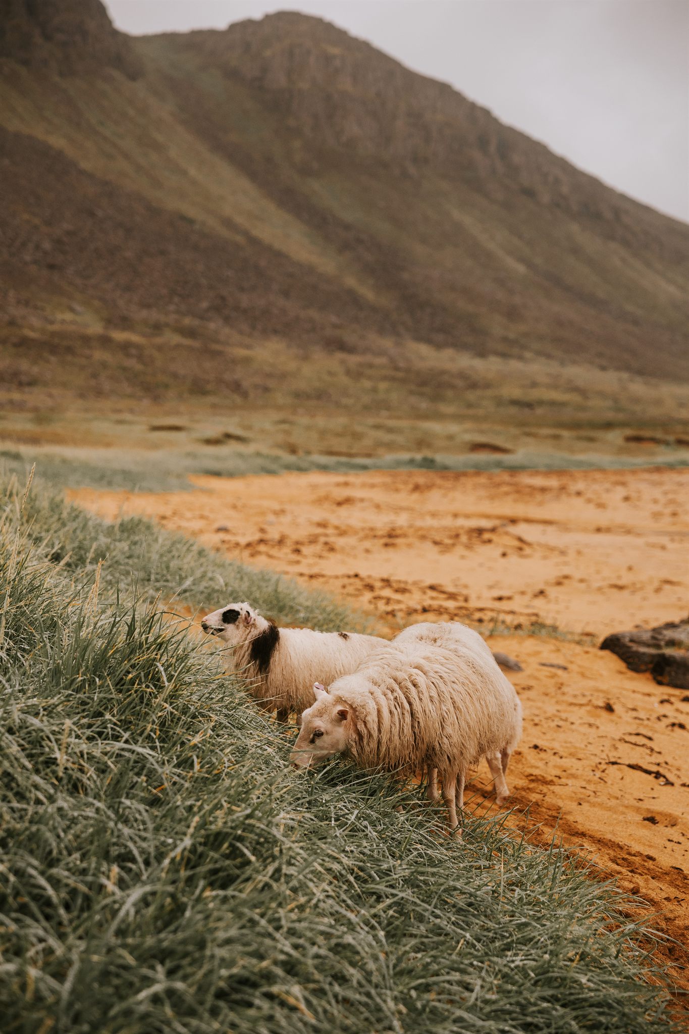Black-sand beach on an Iceland women's retreat