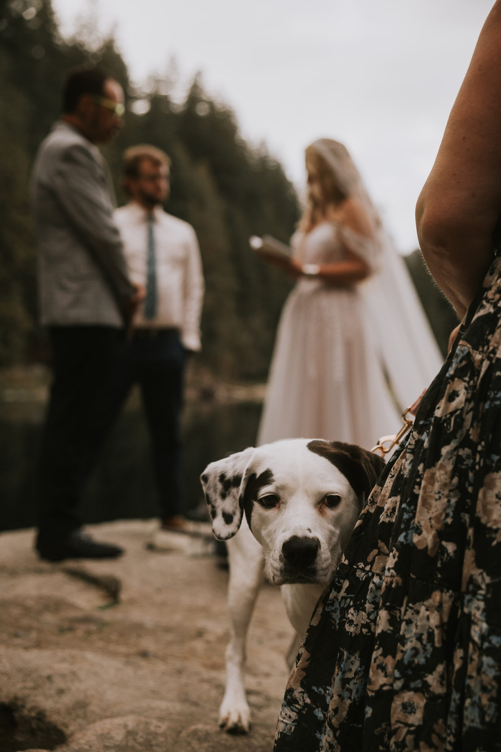 The couple's dog watching the camera in the foreground while the ceremony goes on behind