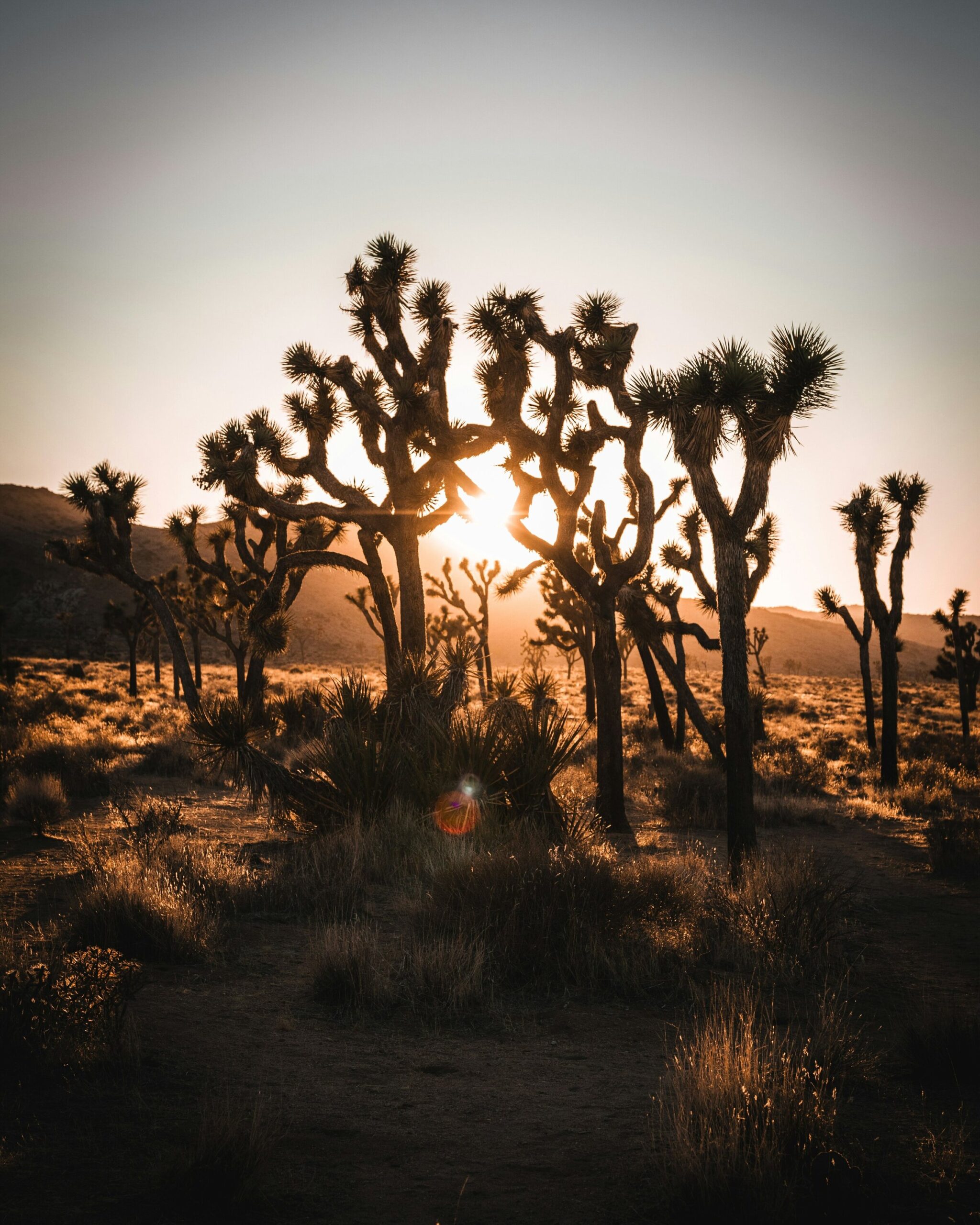 Joshua trees silhouetted against the setting sun near That Desert Space